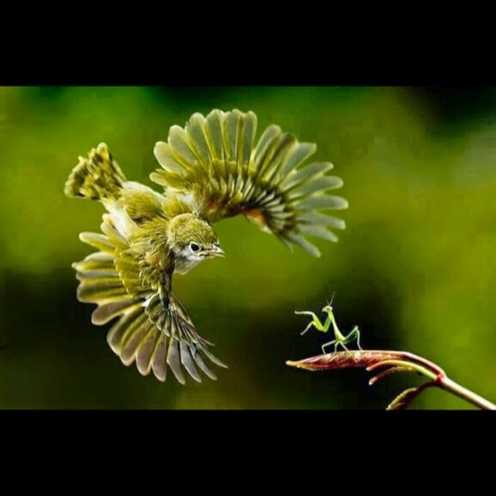 Meet your Posher, Norma